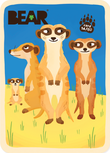 BEAR - Collection-de-cartes